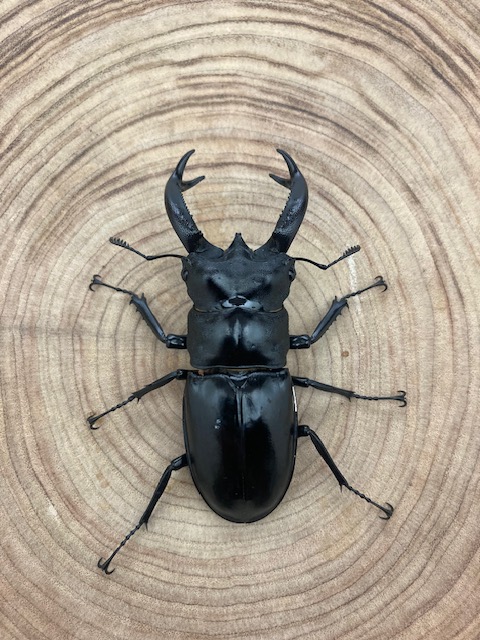 ブケットフタマタクワガタ ♂７９ｍｍ ペア