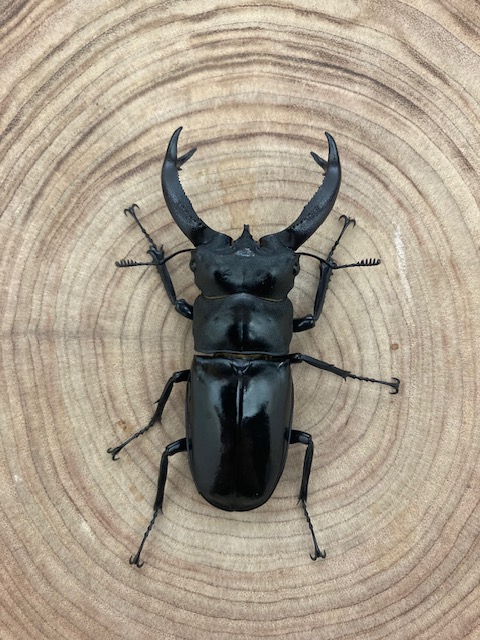 ブケットフタマタクワガタ ♂７２ｍｍ ペア