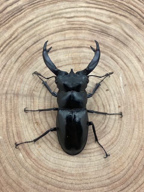 ブケットフタマタクワガタ ♂７２ｍｍ ペア