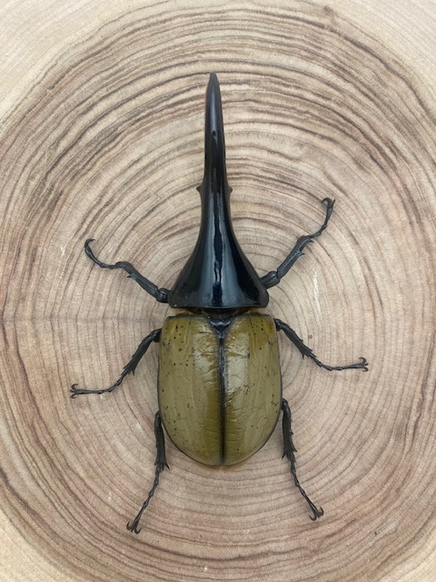 ヘラクレスオオカブト ヘラクレス・ヘラクレス ♂１３８ｍｍ 単品