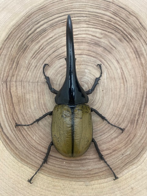 ヘラクレスオオカブト ヘラクレス・ヘラクレス ♂１４５ｍｍ 単品