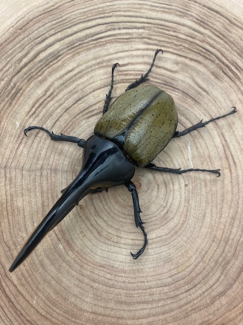 ヘラクレスオオカブト ヘラクレス・ヘラクレス ♂115mm 単品