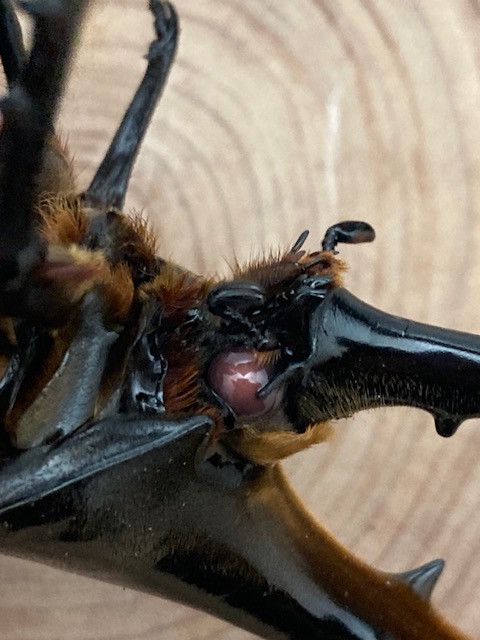 ヘラクレスオオカブト ヘラクレス・ヘラクレス ♂142mm 単品