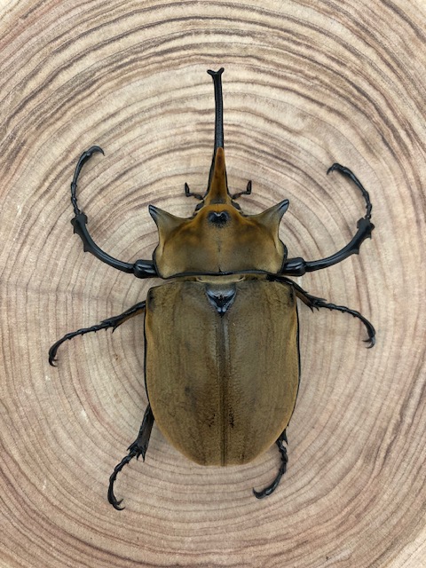 エレファスゾウカブト ♂１１８ｍｍ ♀７４ｍｍ ペア