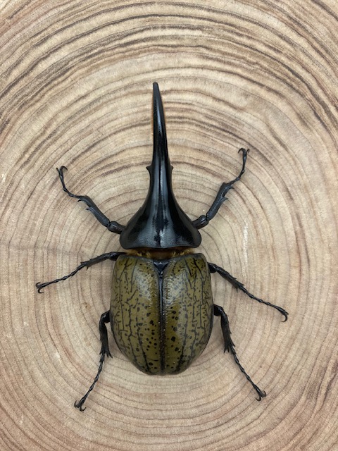 ヘラクレスオオカブト ヘラクレス・ヘラクレス ♂１０４ｍｍ 単品