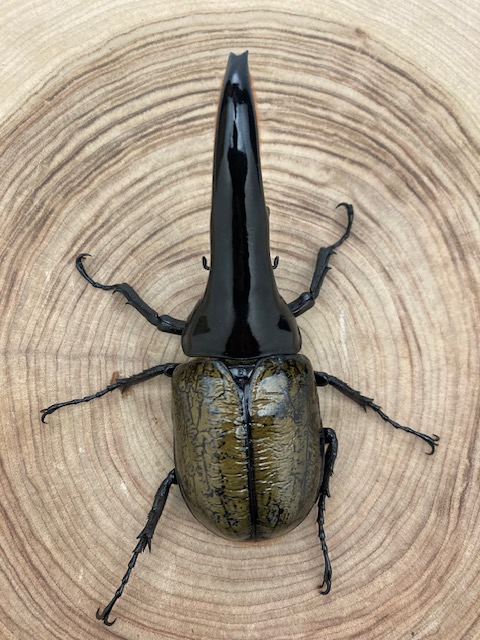 ☆クリアランスセール☆ ヘラクレスオオカブト ヘラクレス・ヘラクレス ♂１３０ｍｍ 単品 パチセラス