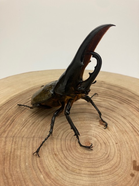 ☆クリアランスセール☆ ヘラクレスオオカブト ヘラクレス・ヘラクレス