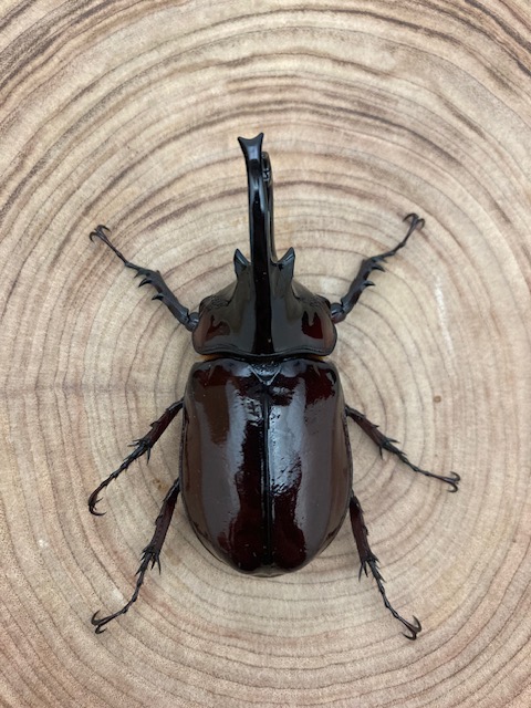 ケンタウルスオオカブト ♂73mm ♀53mm ペア