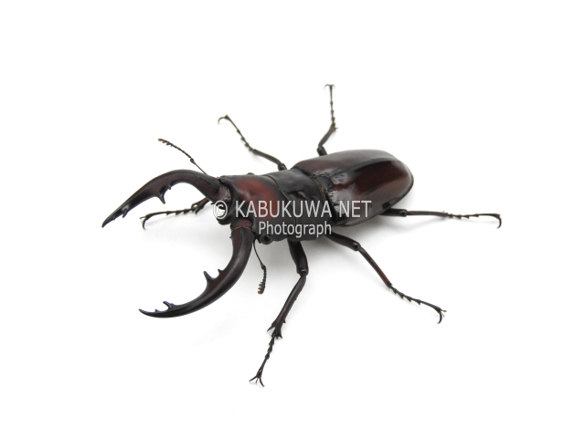トカラノコギリクワガタ ♂59mm ペア