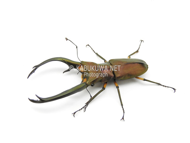 エラフスホソアカクワガタ 1-2齢幼虫 1頭
