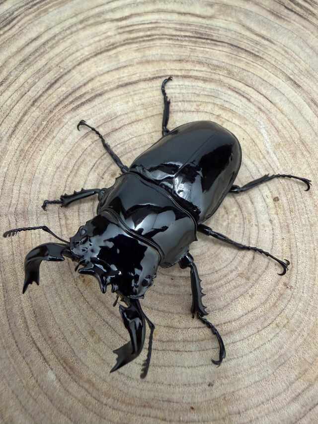 タランドゥスオオツヤクワガタ ♂70mm ♀50mm ペア