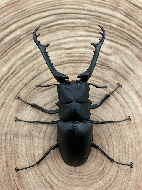 ギラファノコギリクワガタ ♂９２.８ｍｍ ペア （ケイスケ）