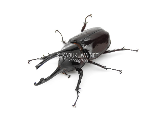 ケンタウルスオオカブト１－２齢幼虫 １頭