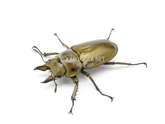 ローゼンベルグオウゴンオニクワガタ ♂７０ー７１ｍｍ ペア