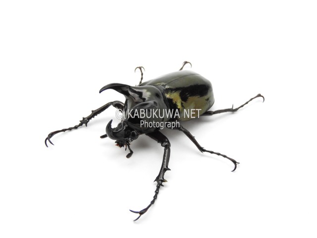 アトラスオオカブト ♂５０ｍｍUP ペア