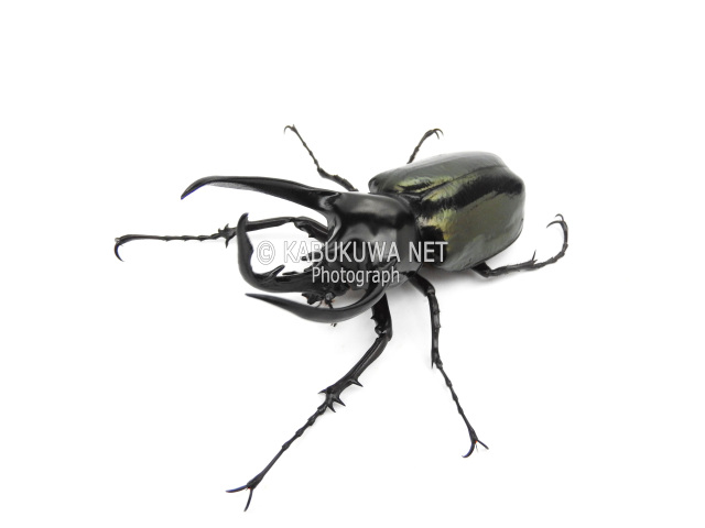 西ジャワ コーカサスオオカブト ３齢幼虫 ペア