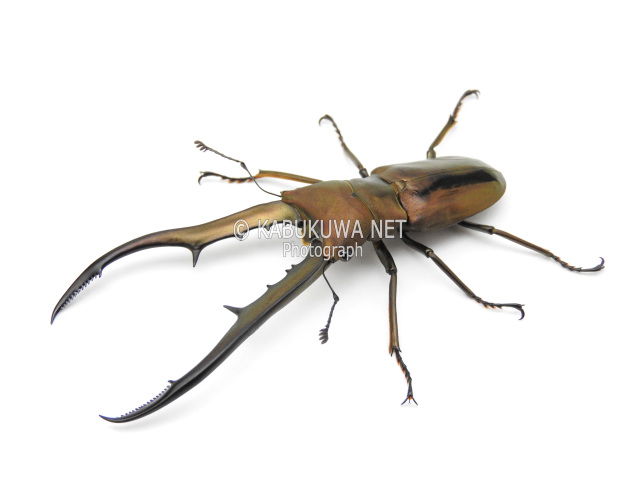メタリフェルホソアカクワガタ ♂６０ｍｍUP ペア