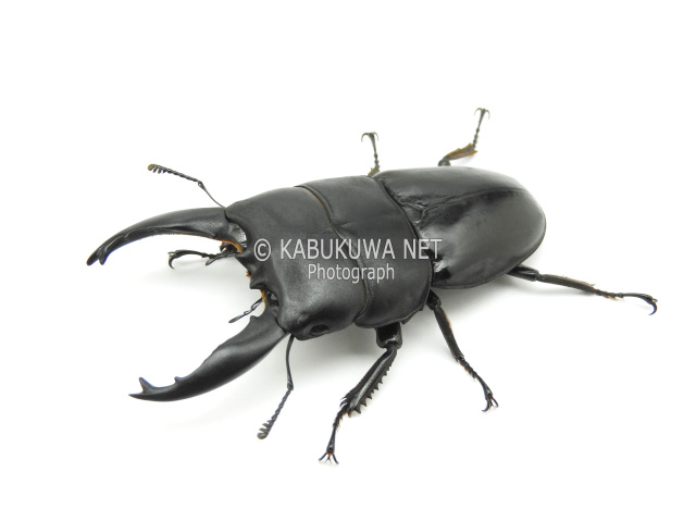 ヒラタ/アルキデスヒラタクワガタ ♂７０－７１ｍｍ 短歯ー中歯 ペア アチェ