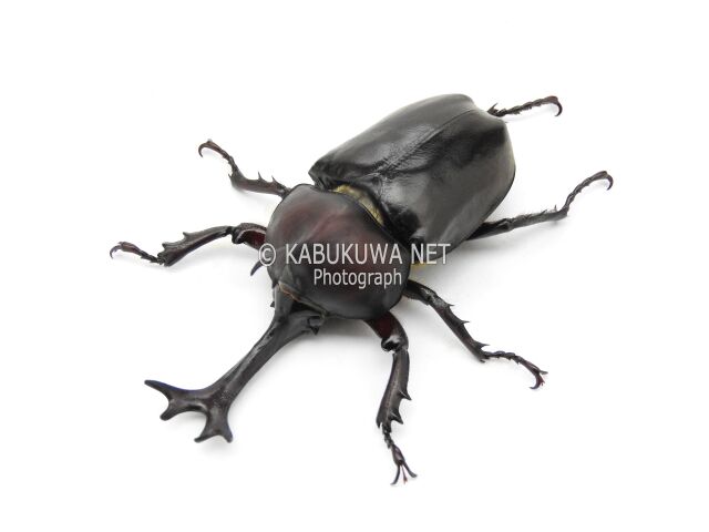 カブトムシ 国産カブト ♀５０ｍｍUP　単品