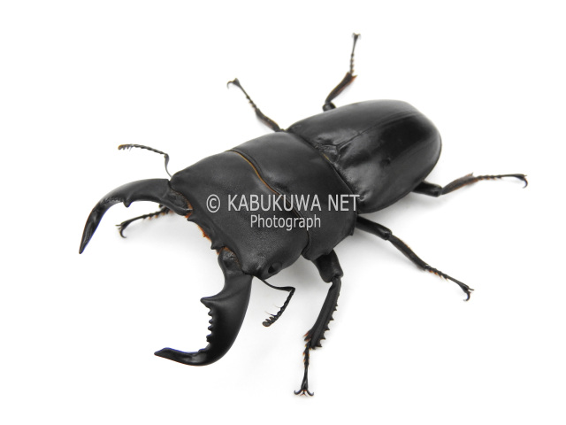 ダイオウヒラタクワガタ ♂７０－７１ｍｍ ペア