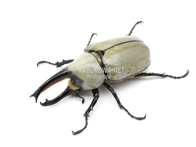 グラントシロカブト １－２齢幼虫 お得な４頭セット！