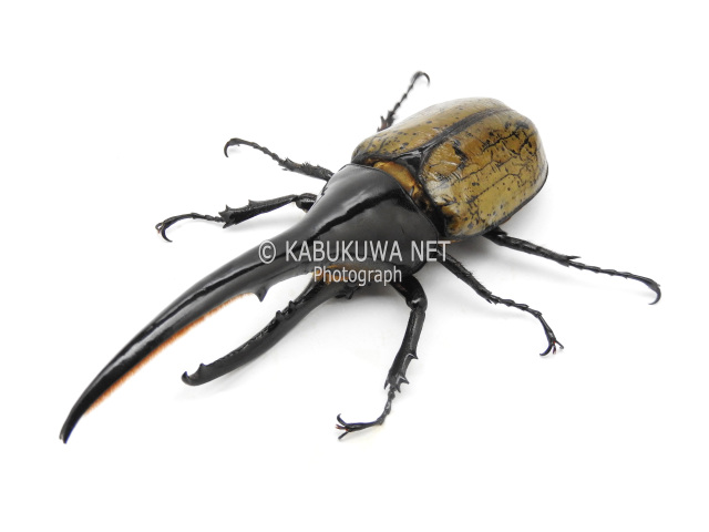 ヘラクレスオオカブト/ ヘラクレス・ヘラクレス １－２齢幼虫 お得な ４頭セット！