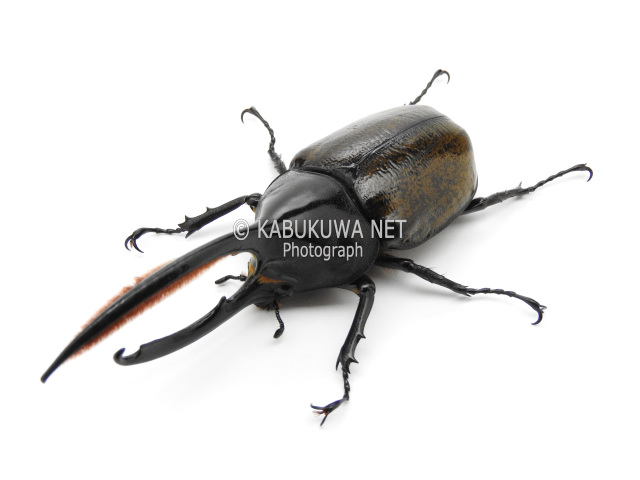 ヘラクレスオオカブト/ ヘラクレス・オキシデンタリス １－２齢幼虫 お得な ４頭セット！