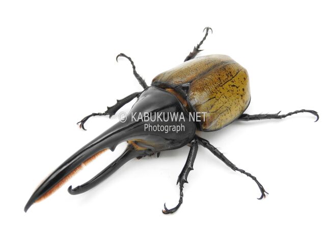 ヘラクレスオオカブト/ ヘラクレス・パスコアリ １－２齢幼虫 お得な ４頭セット ☆限定１セット☆