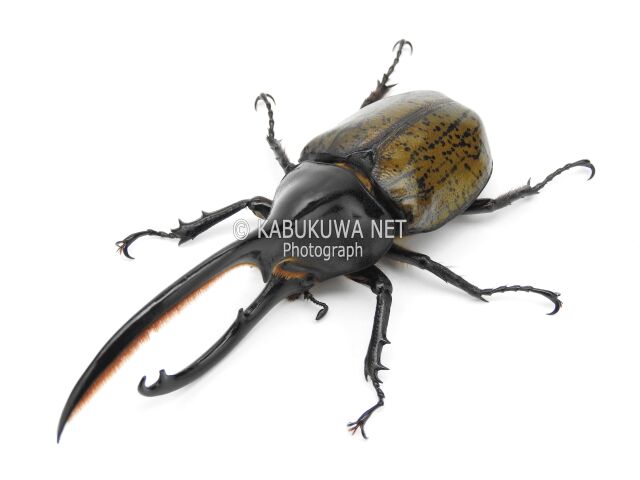 ヘラクレスオオカブト/ ヘラクレス・セプテントリオナリス １－２齢幼虫 お得な ４頭セット！