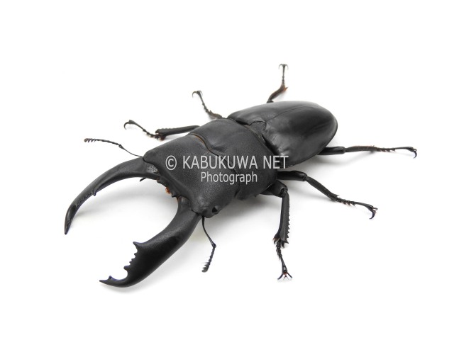テイオウヒラタクワガタ ♂72mm ♀43mm ペア(カタンドゥアネス島)