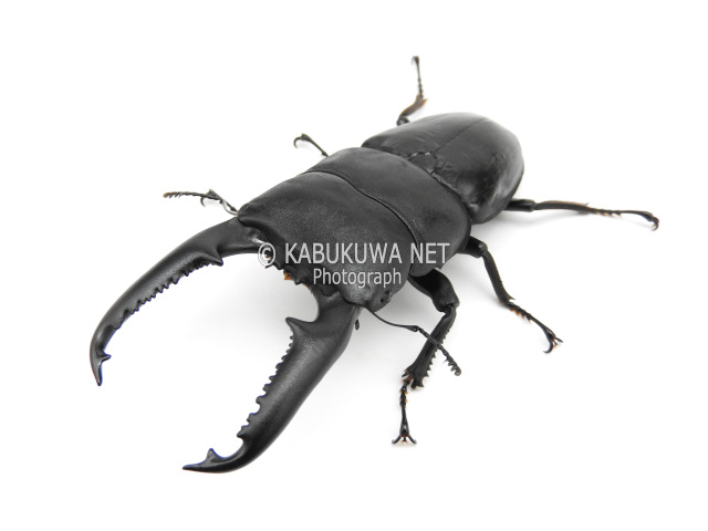 パラワンオオヒラタクワガタ １－２齢幼虫 お得な ４頭セット！
