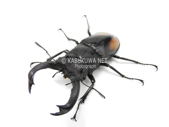 セアカフタマタクワガタ ♂70-71mm ペア