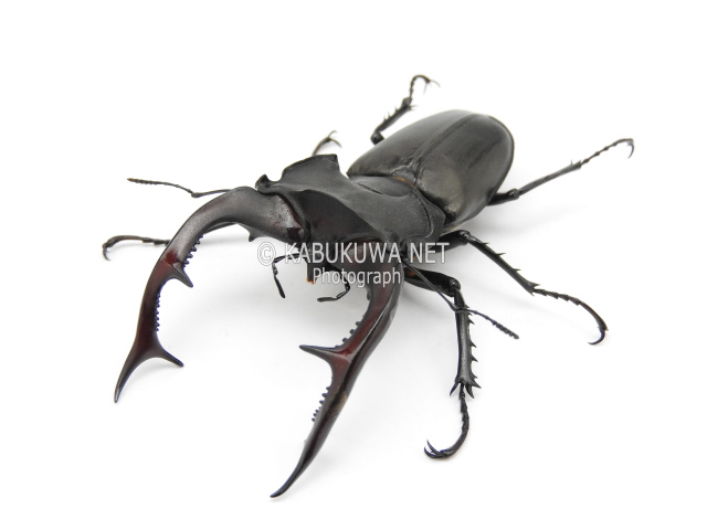 ヨーロッパミヤマ アクベシアヌスミヤマクワガタ お得な４頭セット！