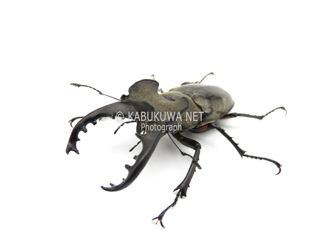 ミヤマクワガタ ペア カブトムシ クワガタムシ生体・昆虫用品の