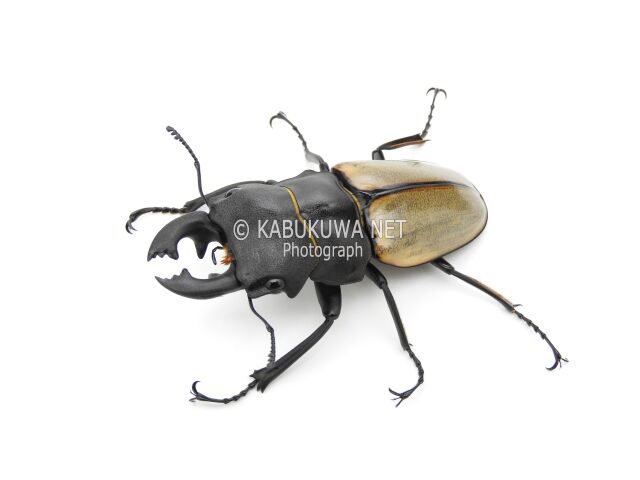 カステルナウディツヤクワガタ ♂７０－７１ｍｍ ペア