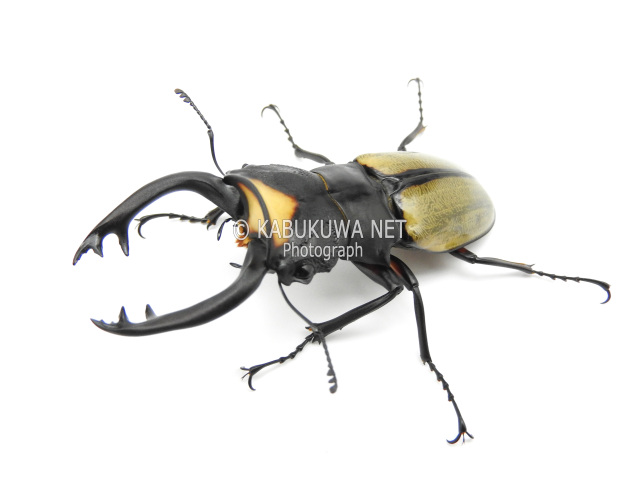 ラコダールツヤクワガタ♂中歯　ペア