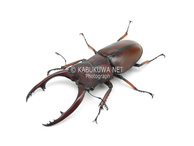 アスタコイデスノコギリクワガタ ♂５２－５３ｍｍ ペア