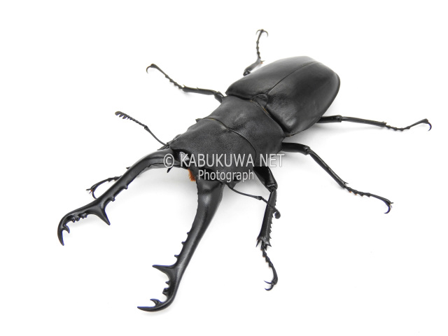 ギラファノコギリクワガタ ♂７８－７９ｍｍ ペア （ケイスケ）