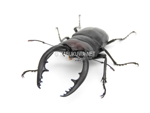 【特価】ノコギリクワガタ ♂大歯 ペア