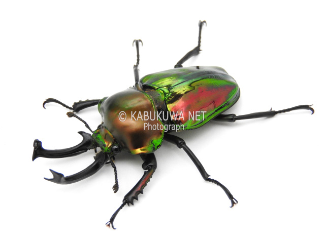 ニジイロクワガタ ♂５８ｍｍ ペア