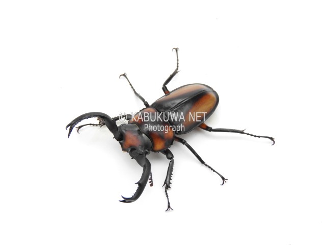 スぺキオススシカクワガタ １－２齢幼虫 お得な ４頭セット！