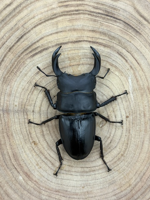 【香川県/綾川町】 オオクワガタ ♂６７ｍｍ ♀４４ｍｍ ペア 天然個体からの１代目