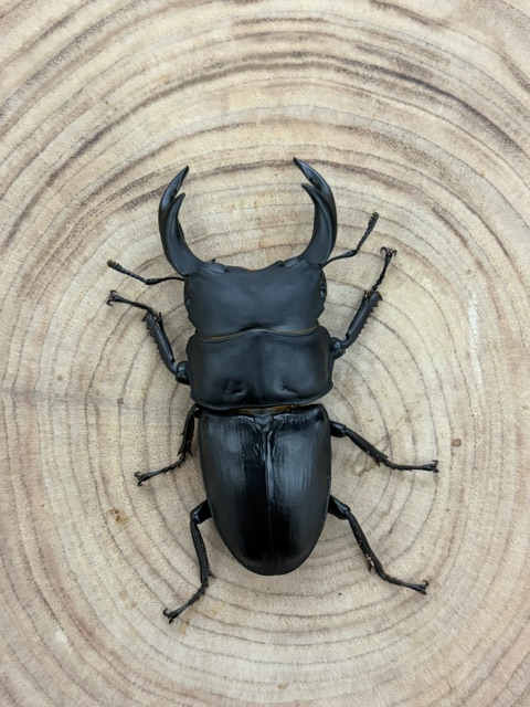 【香川県/綾川町】 オオクワガタ ♂６６ｍｍ ♀４３ｍｍ ペア 天然個体からの１代目