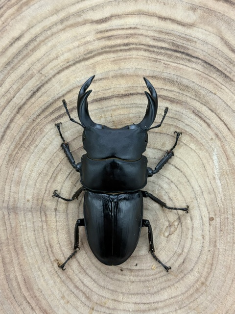 【香川県/綾川町】 オオクワガタ ♂６６ｍｍ ♀４３ｍｍ ペア 天然個体からの１代目