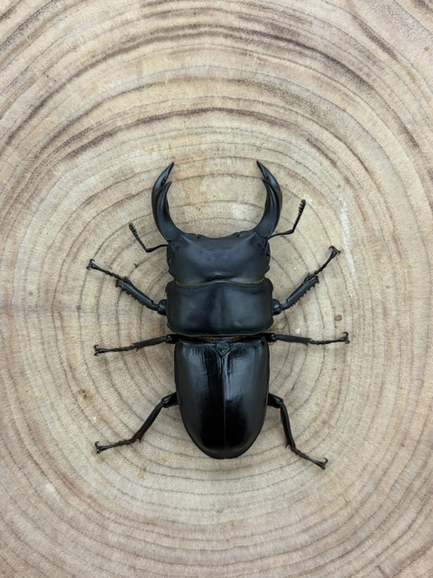 【香川県/綾川町】 オオクワガタ ♂６３ｍｍ ♀４５ｍｍ ペア 天然持ち腹個体からの１代目