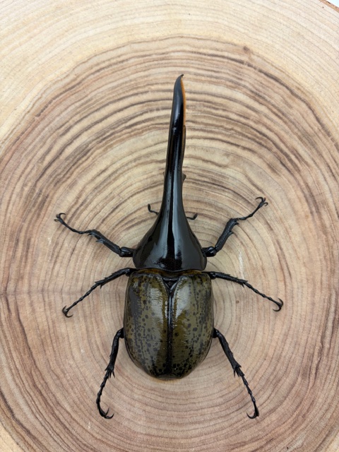 ヘラクレスオオカブト ヘラクレス・ヘラクレス ♂１４６ｍｍ ♀フリーサイズ ペア