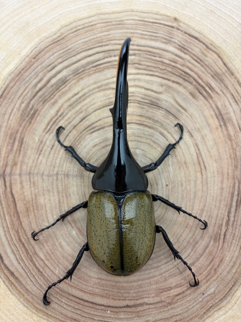 ヘラクレスオオカブト ヘラクレス・ヘラクレス ♂１４７ｍｍ ♀フリーサイズ ペア