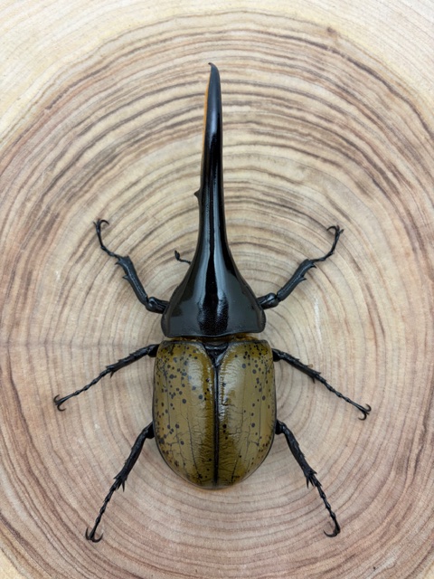 ヘラクレスオオカブト ヘラクレス・ヘラクレス ♂１４７ｍｍ ♀フリーサイズ ペア