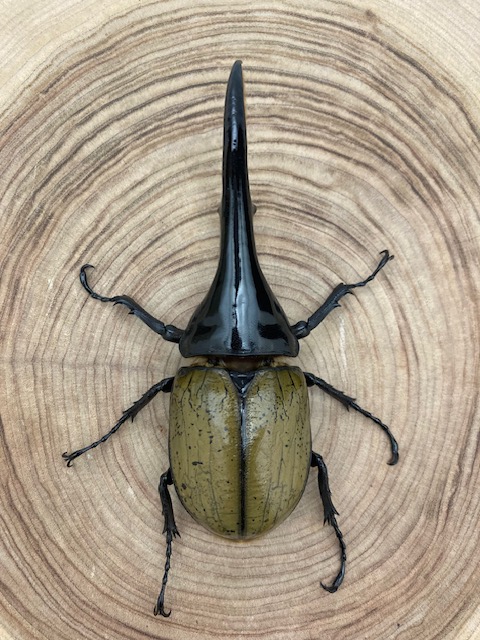 ヘラクレスオオカブト ヘラクレス・ヘラクレス ♂１４４ｍｍ 単品