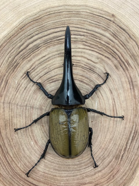 ヘラクレスオオカブト ヘラクレス・ヘラクレス ♂１４２ｍｍ 単品 【ピンクアイ】